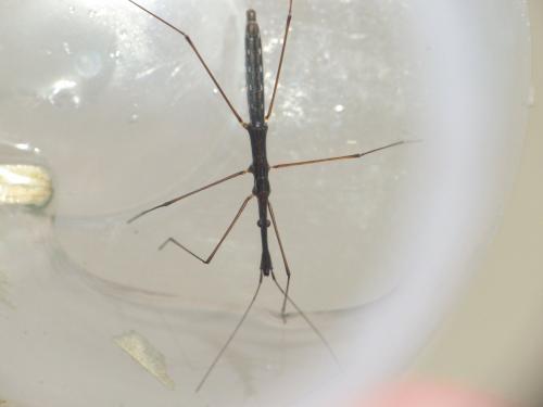 Réf. 284 973 : Hydrometra stagnorum